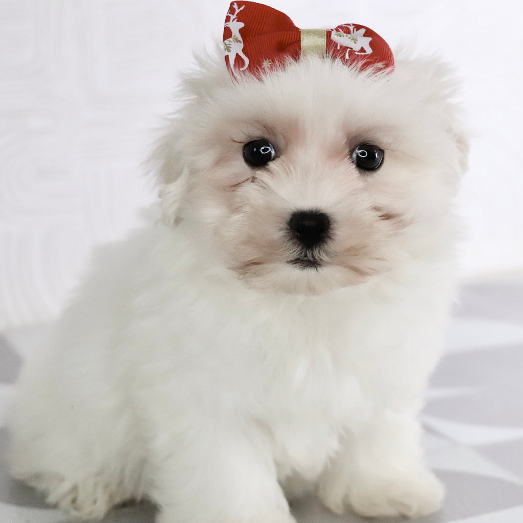 Bernice - Available Now