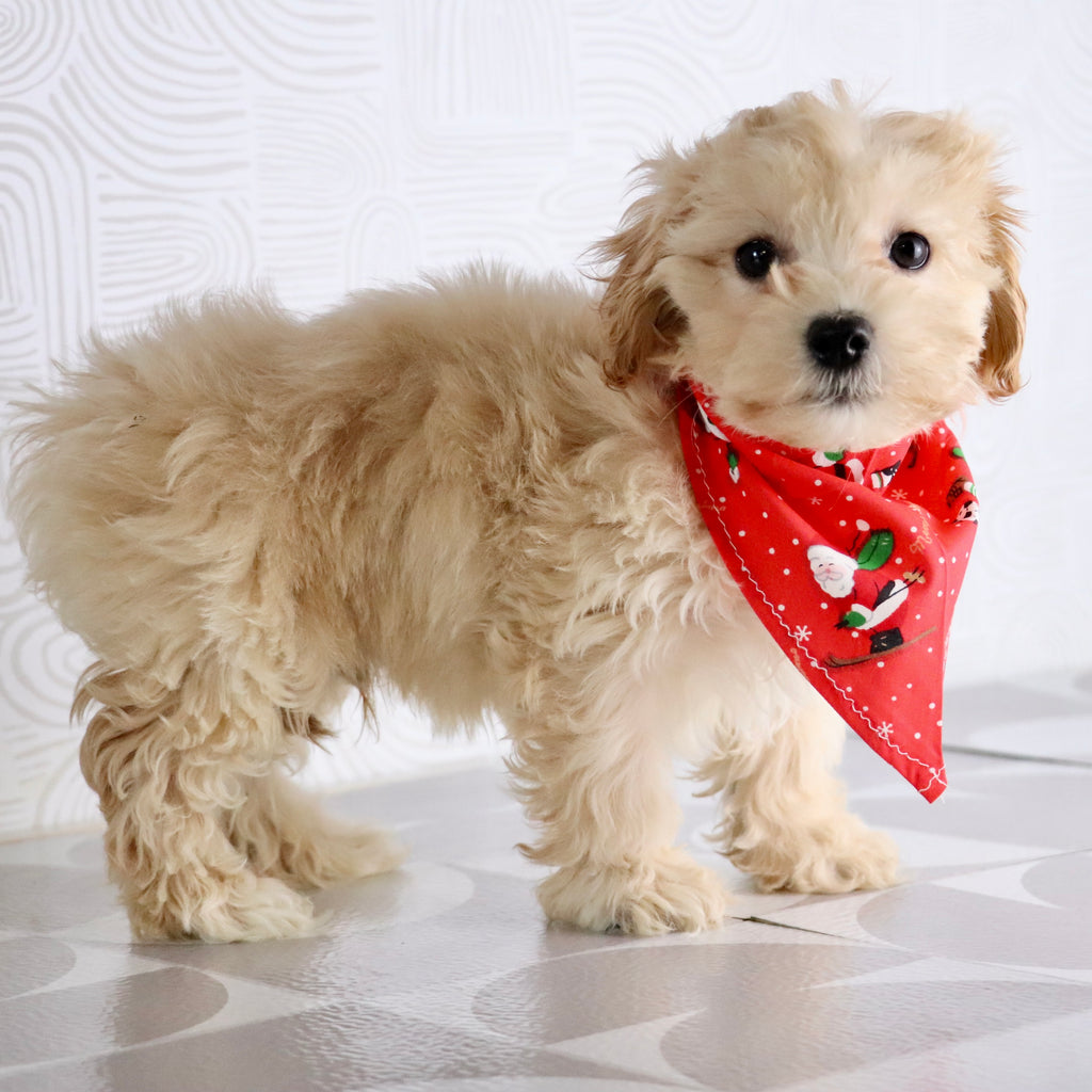 Markie - Available Now