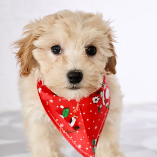 Markie - Available Now