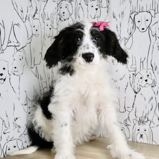 Darcy - Available Now