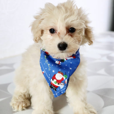 Dylan - Available Now