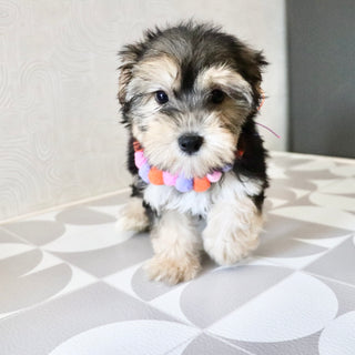 Lucy - Available Now