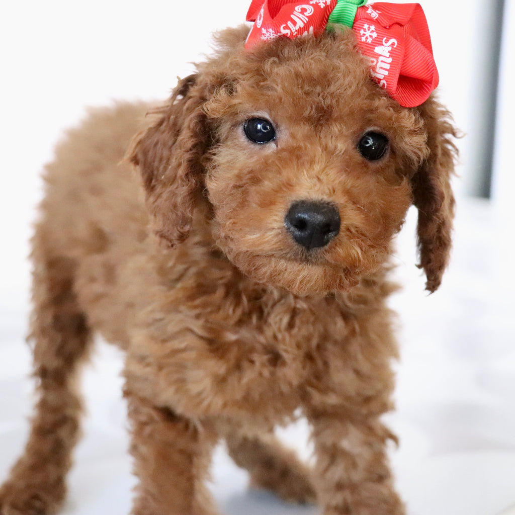 Beatha - Available Now