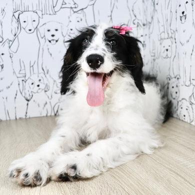 Darcy - Available Now