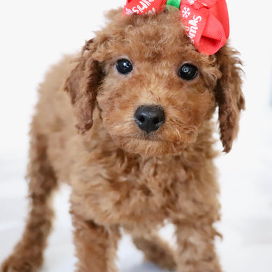 Beatha - Available Now