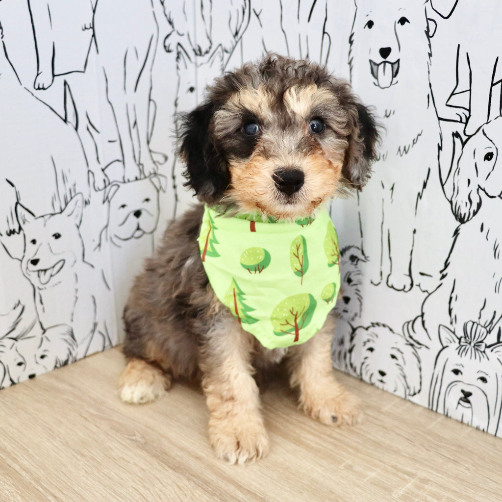 Dexter - Available 9/3