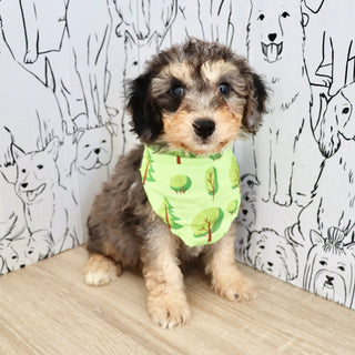 Dexter - Available 9/3
