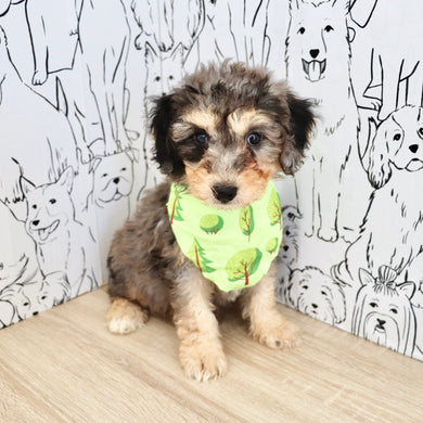 Dexter - Available 9/3