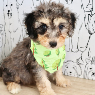 Dexter - Available 9/3