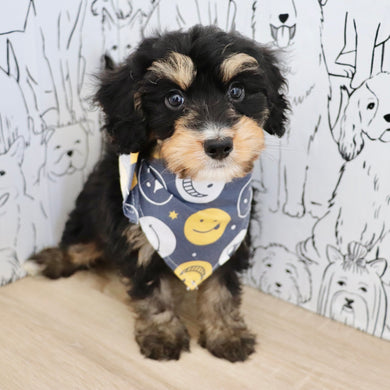 Dodger - Available 9/3