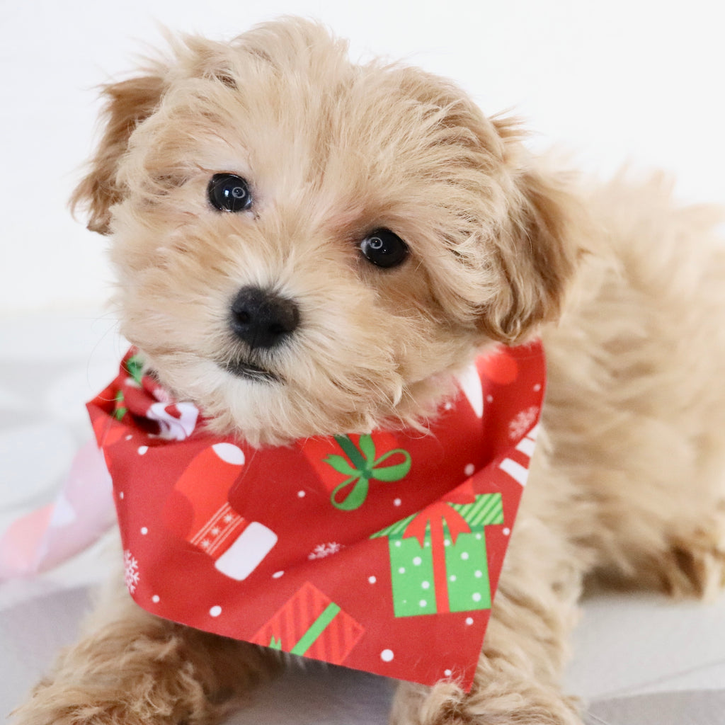 Abena - Available Now