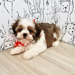 Rufus - Available Now