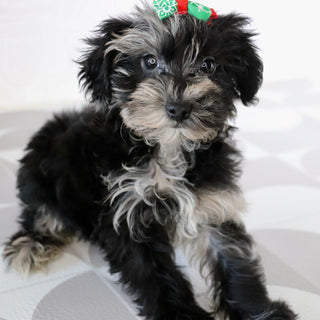 Cacalia - Available Now