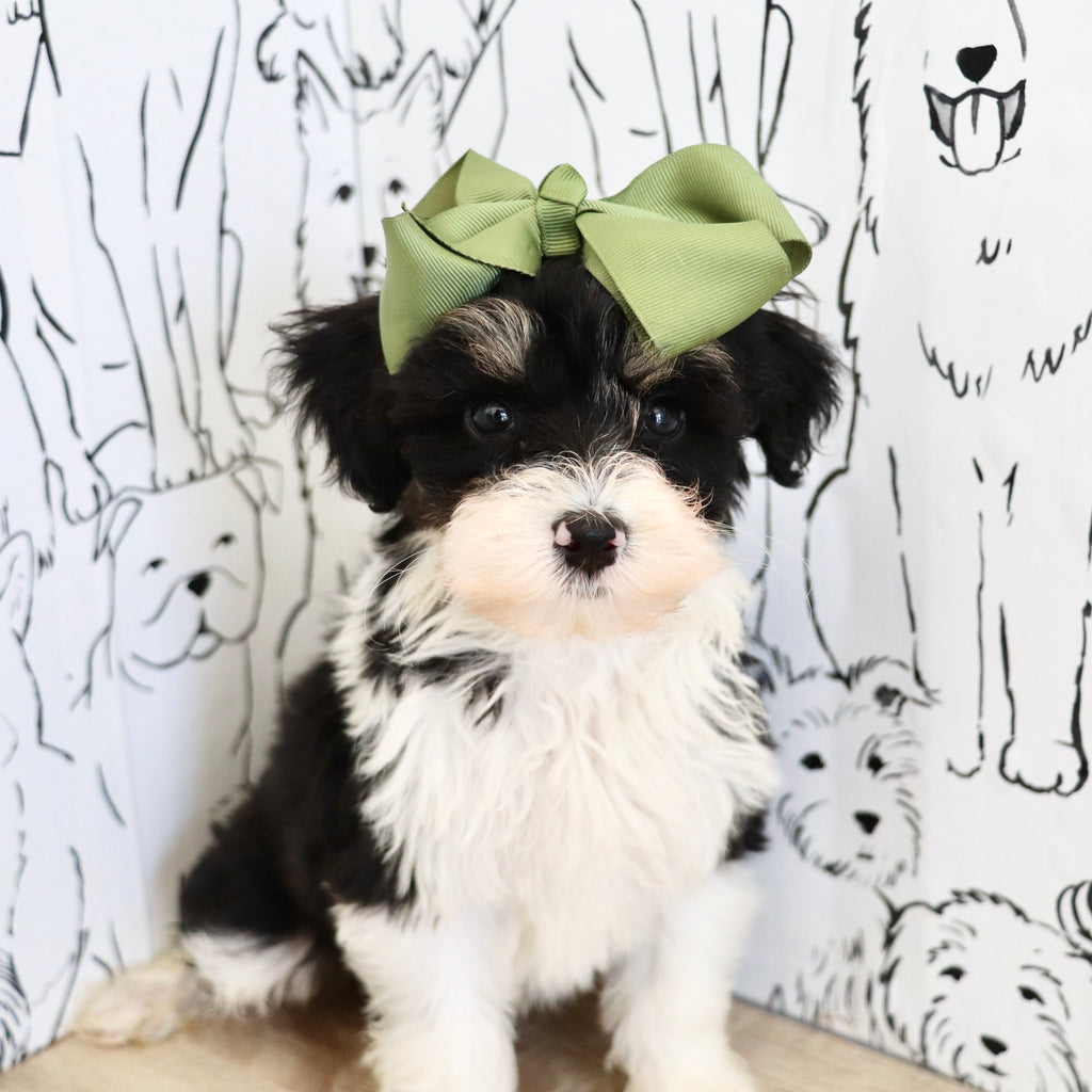 Dakota - Available 9/3