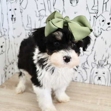 Dakota - Available 9/3
