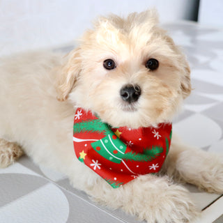 Aaron - Available Now