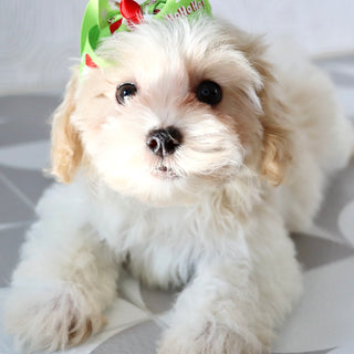 Koleen - Available Now