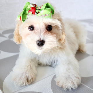 Koleen - Available Now