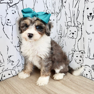Della - Available 9/3