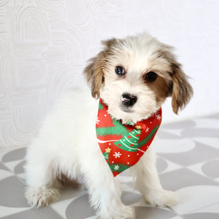 Alon - Available Now