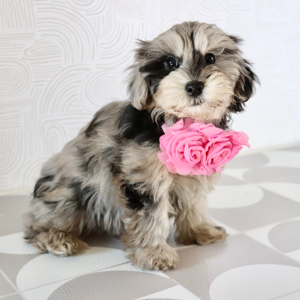 Caca - Available Now