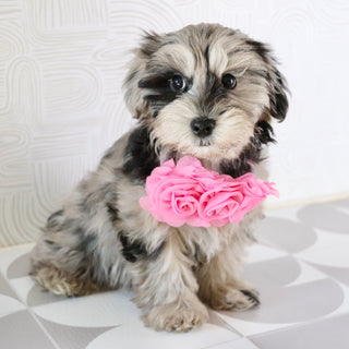 Caca - Available Now