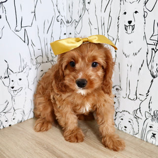 Nala - Available Now