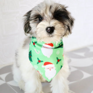 Alfred - Available Now