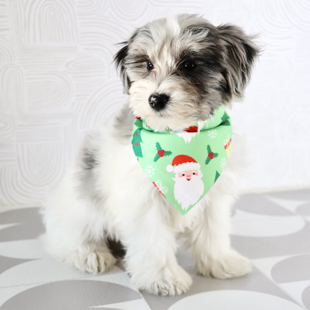 Alfred - Available Now