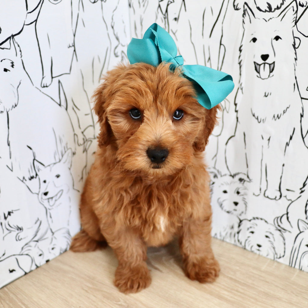 Marsha - Available 9/3
