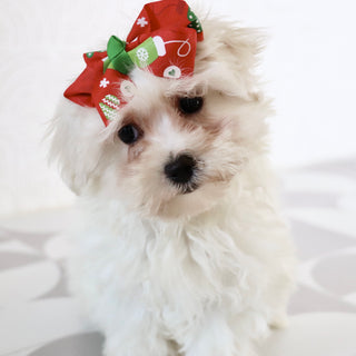 Bertha - Available Now