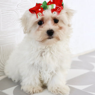 Bertha - Available Now