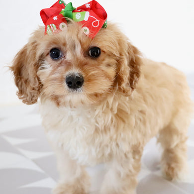 Pine - Available Now