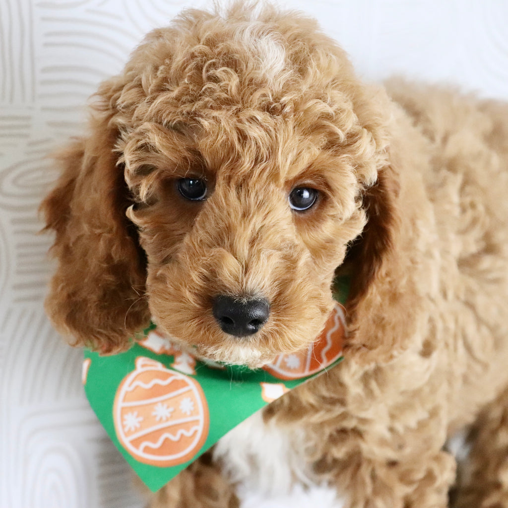 Belen - Available Now