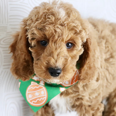 Belen - Available Now