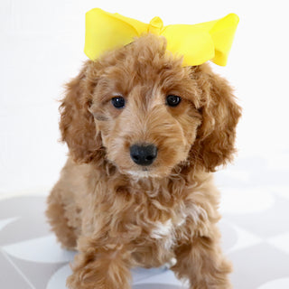 Jules - Available Now