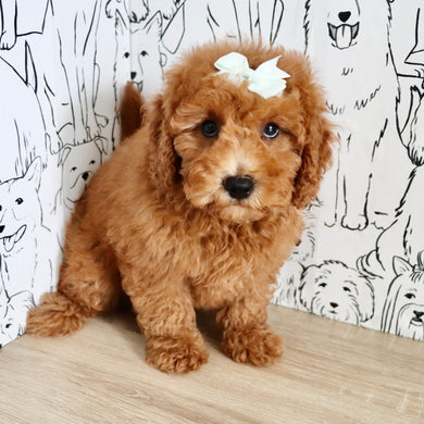 Maple - Available Now