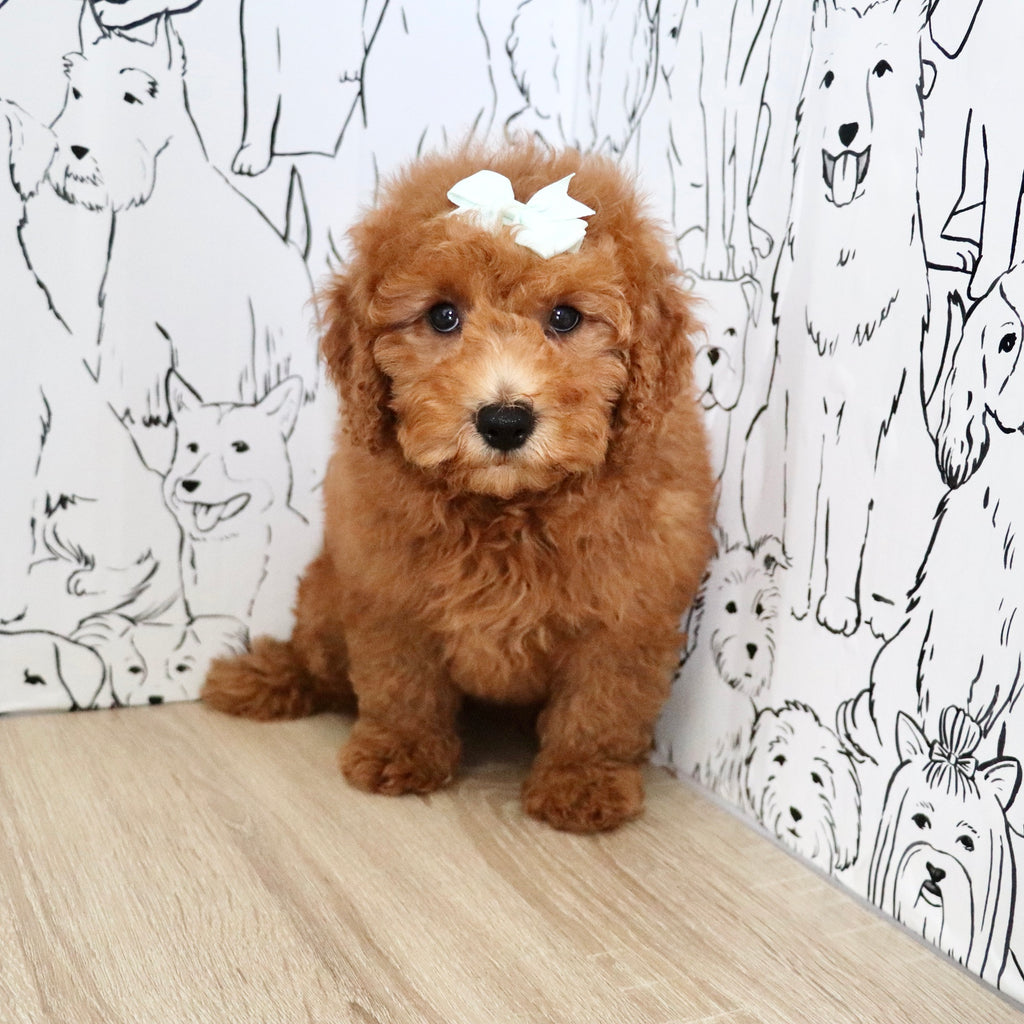 Maple - Available Now