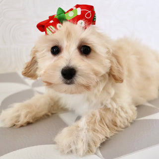 Bailey - Available Now