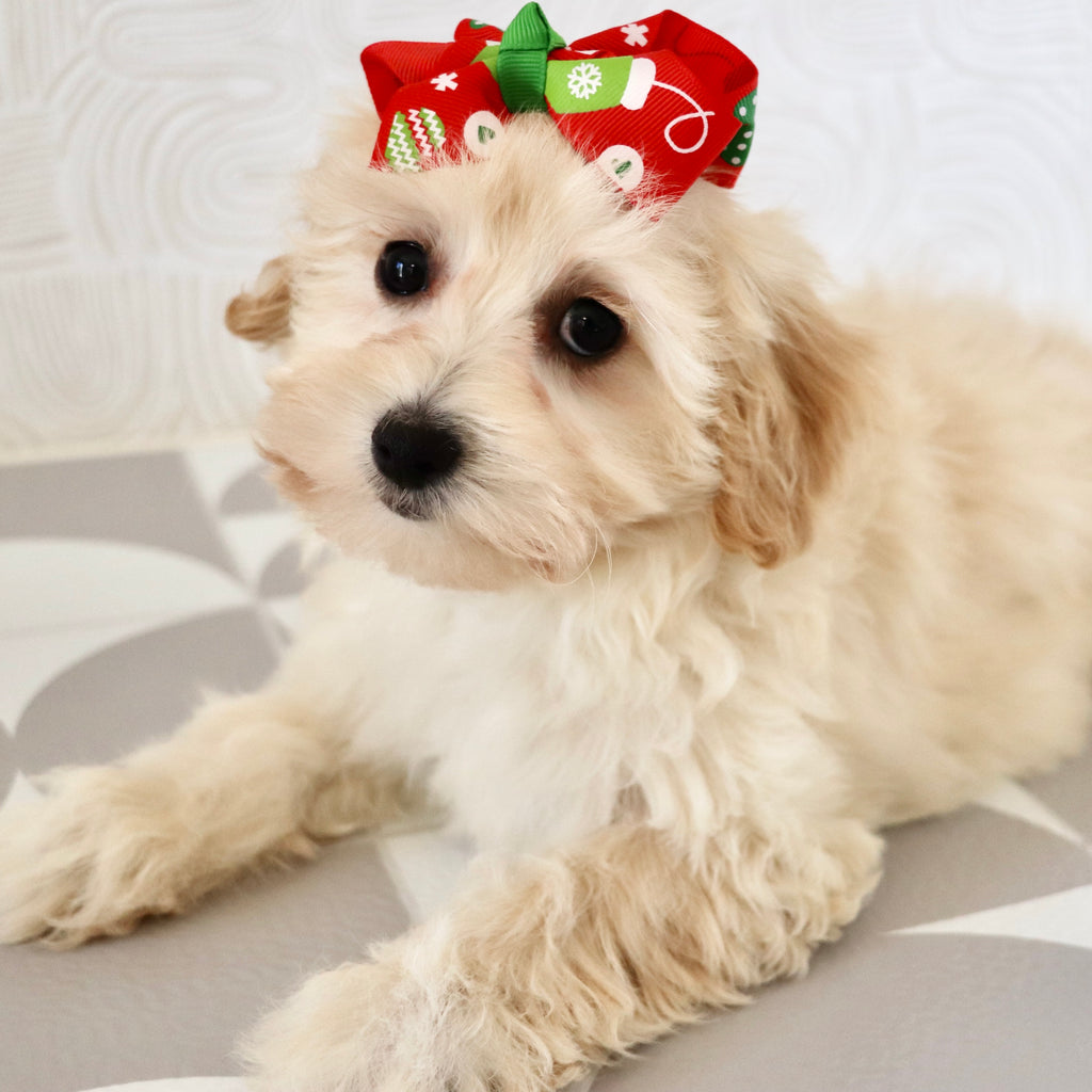 Bailey - Available Now