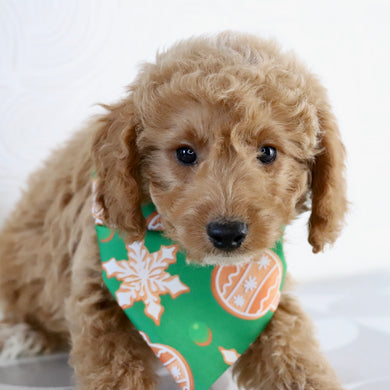 Beau - Available Now