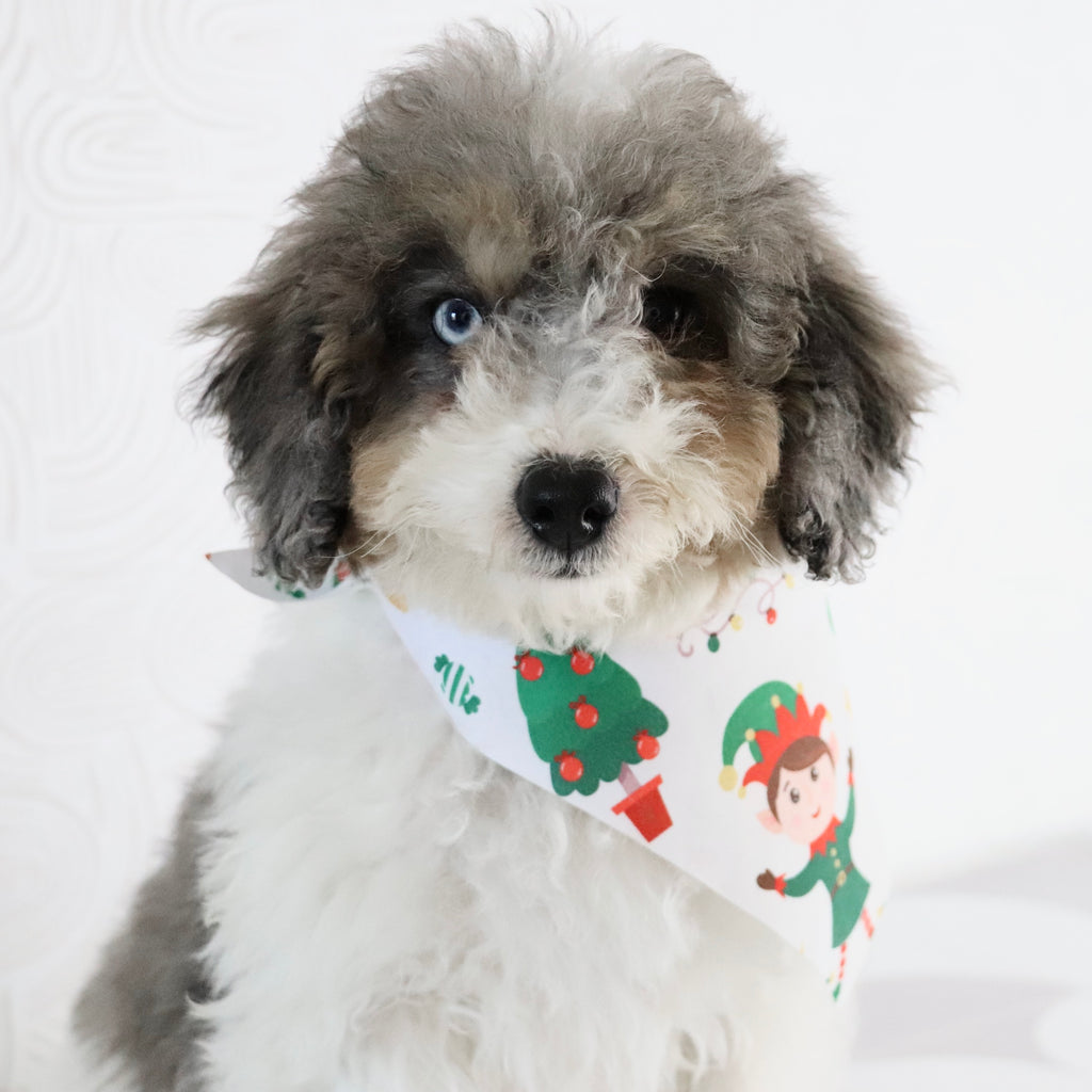 Georgia - Available Now