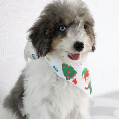 Georgia - Available Now