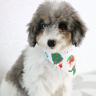 Georgia - Available Now