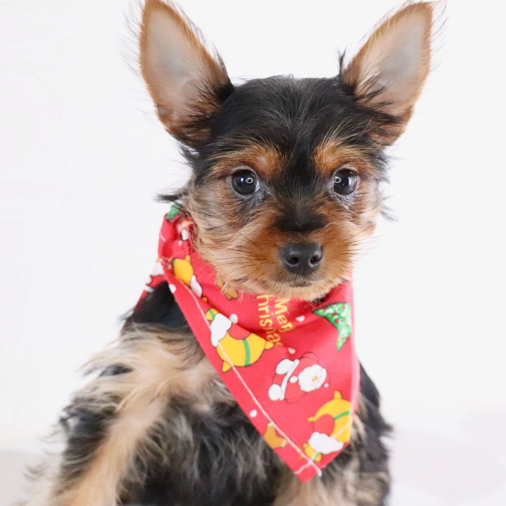 Trudy - Available Now