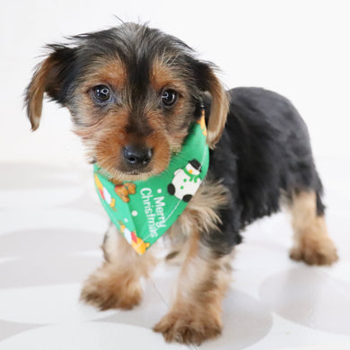 Wanda - Available Now