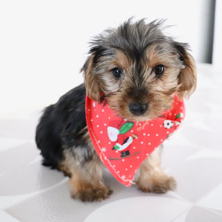 Tegan - Available Now