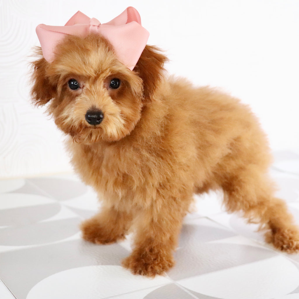 Laina - Available Now