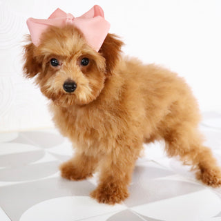 Laina - Available Now