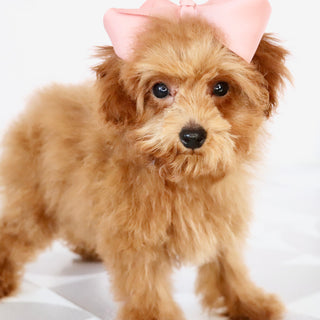 Laina - Available Now